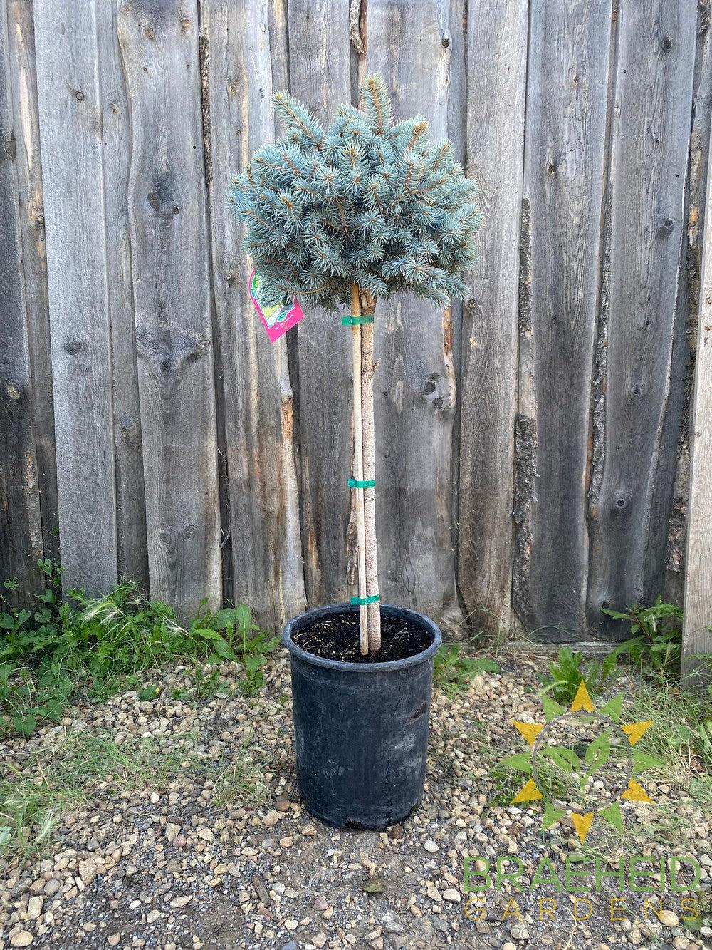 Blue Globe Spruce