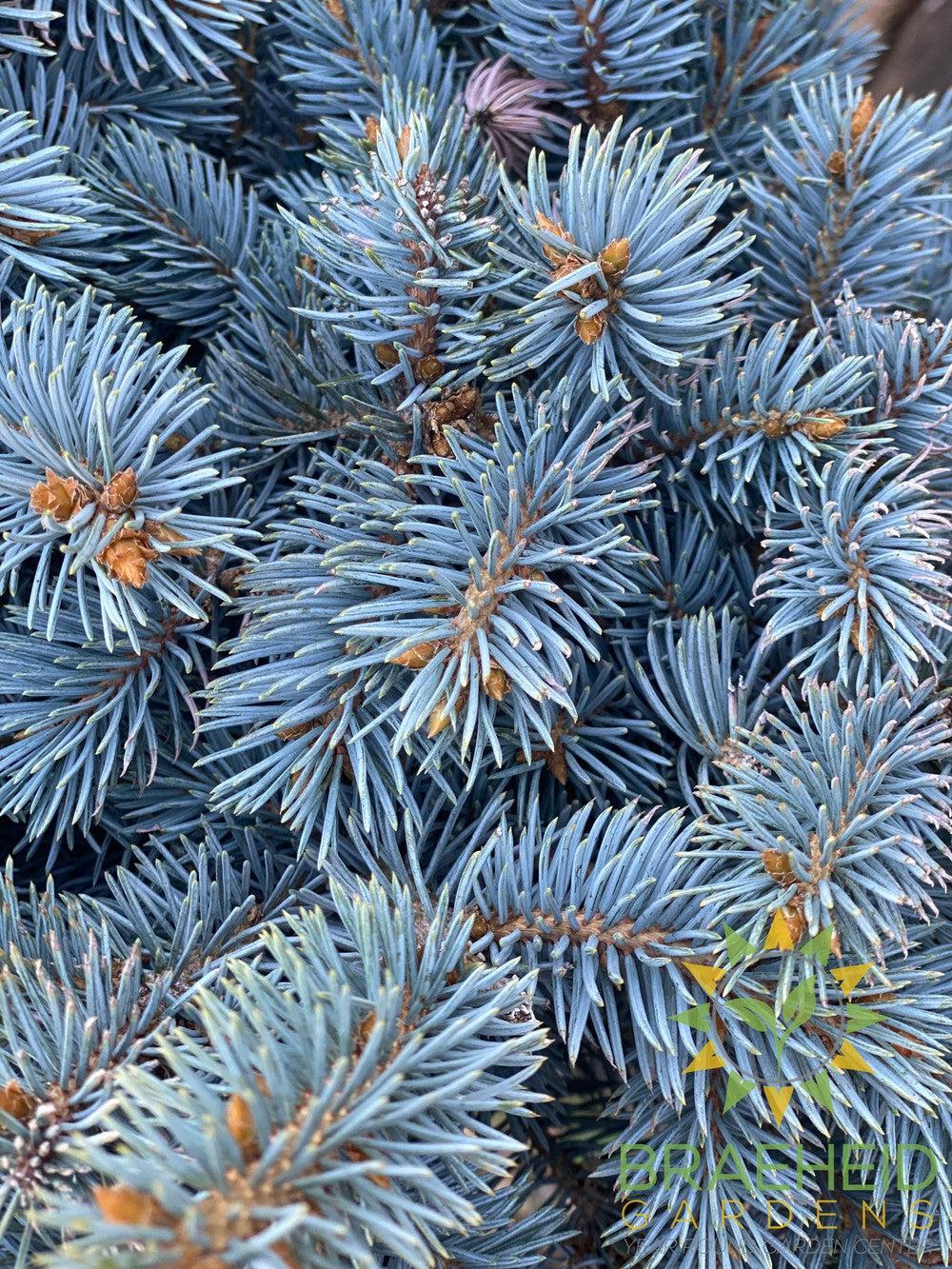 Blue Globe Spruce