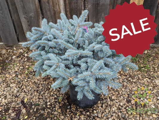 Blue Globe Spruce
