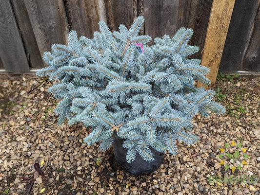 Blue Globe Spruce