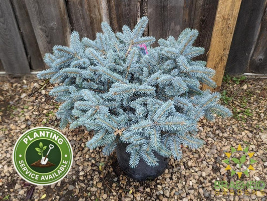 Blue Globe Spruce