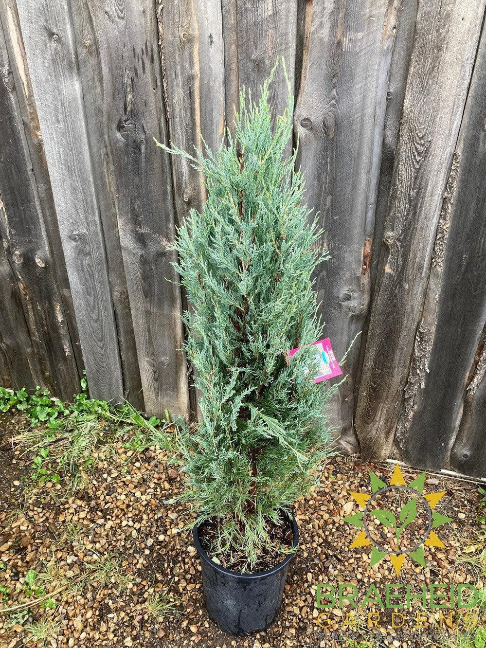 Blue Haven Juniper