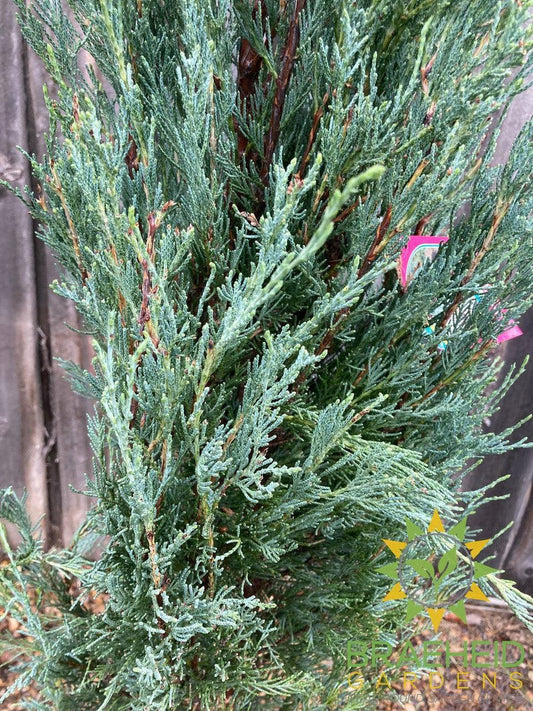 Blue Haven Juniper