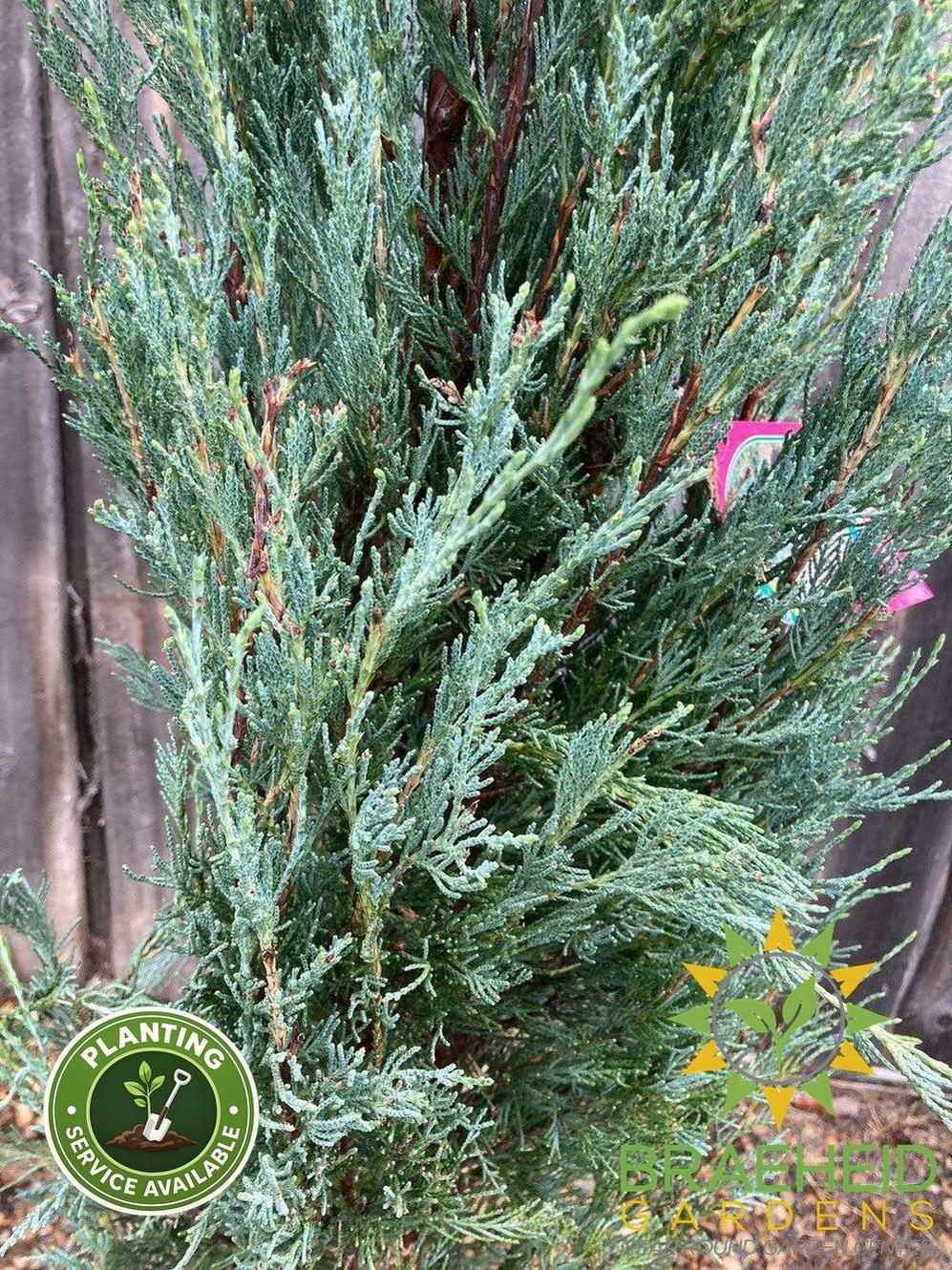 Blue Haven Juniper