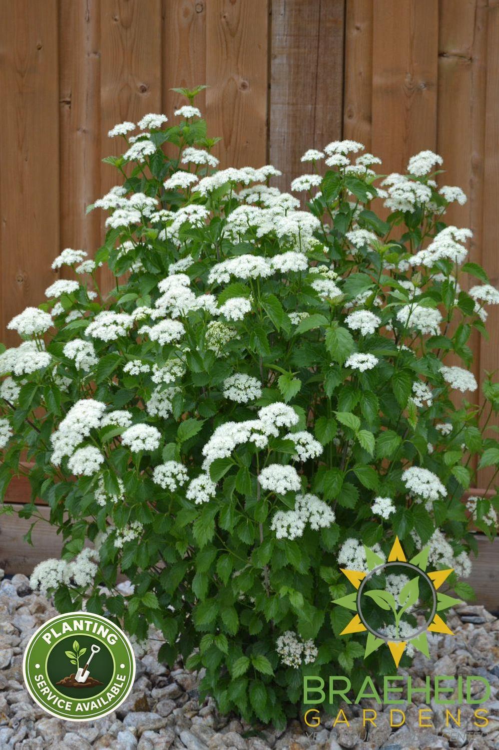 Blue Muffin Arrowwood Viburnum