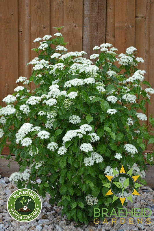 Blue Muffin Arrowwood Viburnum