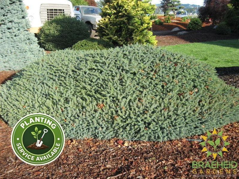 Blue Nest Spruce