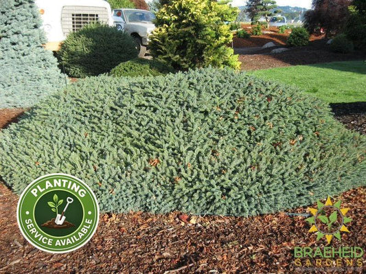 Blue Nest Spruce
