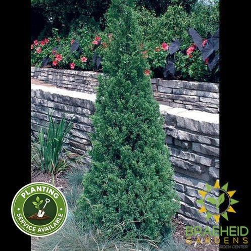 Blue Point Juniper