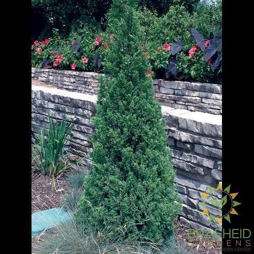 Blue Point Juniper
