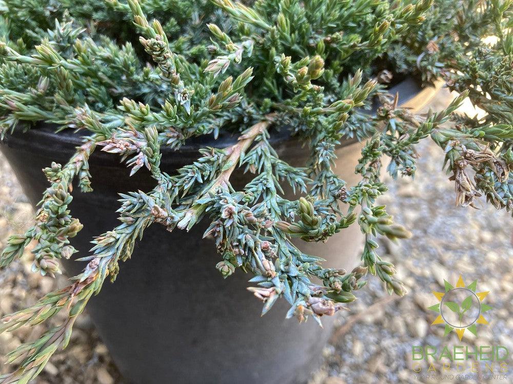 Blue Prince Juniper