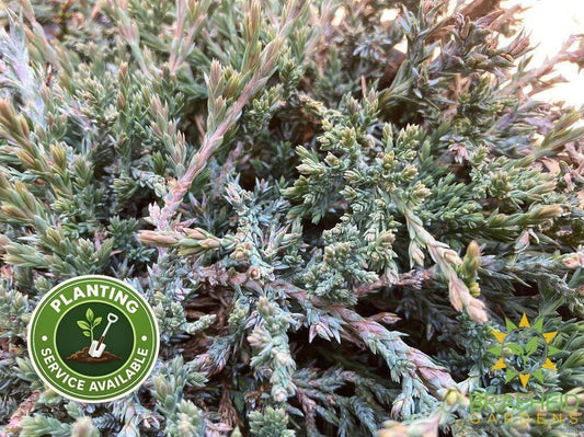 Blue Prince Juniper