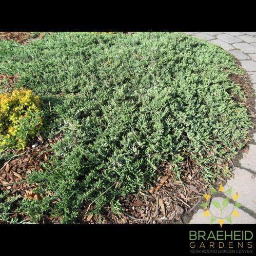Blue Rug Juniper