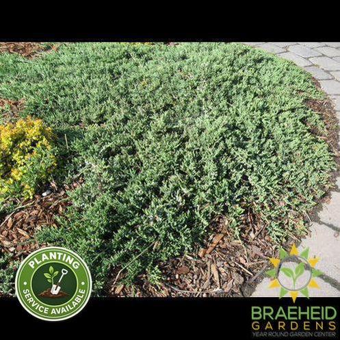 Blue Rug Juniper