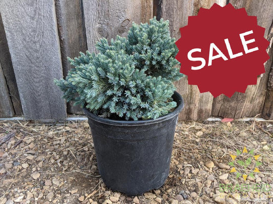 Blue Star Juniper