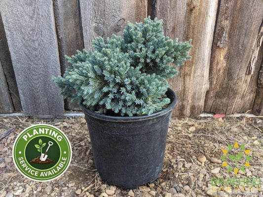 Blue Star Juniper