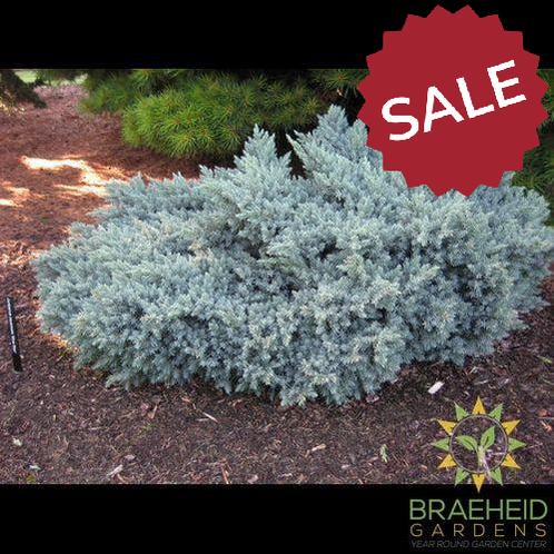 Blue Star Juniper