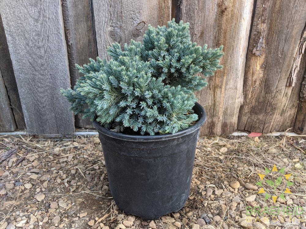 Blue Star Juniper