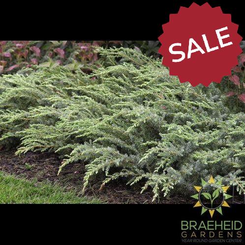 Blueberry Delight® Juniper