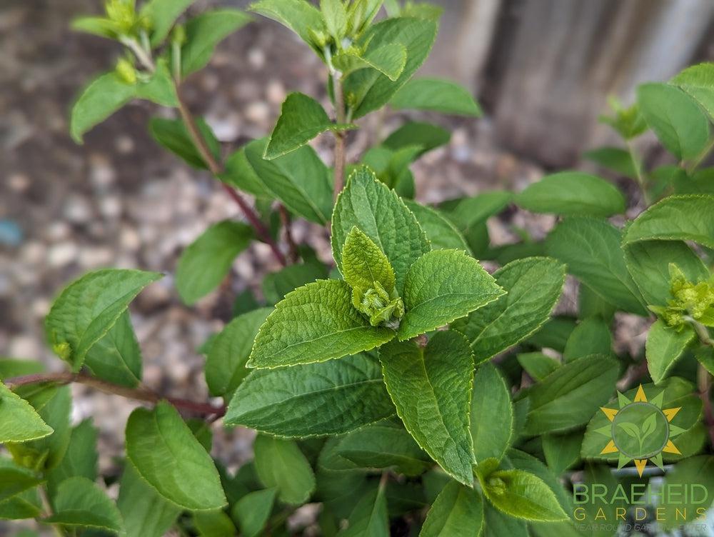 Bobo® Hydrangea