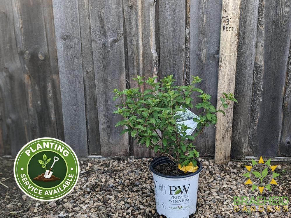 Bobo® Hydrangea