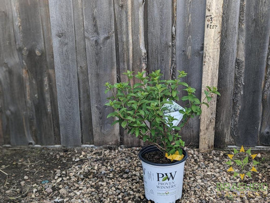 Bobo® Hydrangea