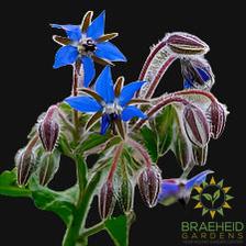 Borage