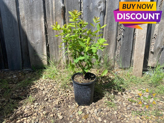 Buy Boreal Beast Haskap Berry an Edible Shrub in Grande Prairie Alberta - Braeheid Gardens Ltd.