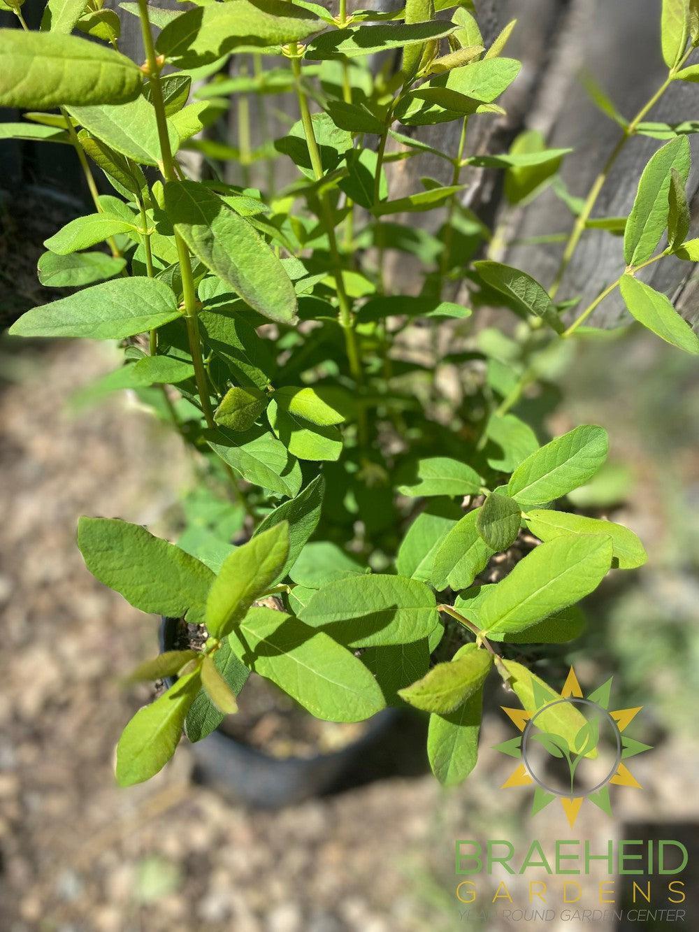 Buy Boreal Beast Haskap Berry an Edible Shrub in Grande Prairie Alberta - Braeheid Gardens Ltd.
