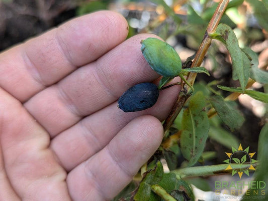 Buy Boreal Beast Haskap Berry an Edible Shrub in Grande Prairie Alberta - Braeheid Gardens Ltd.