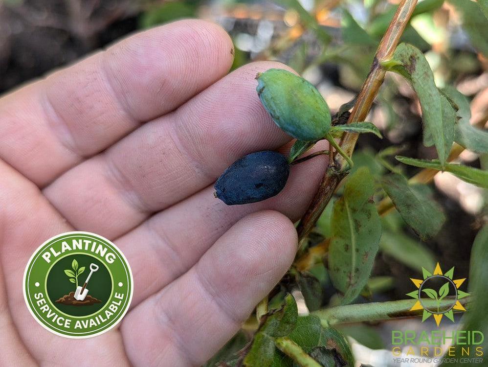 Buy Boreal Beast Haskap Berry an Edible Shrub in Grande Prairie Alberta - Braeheid Gardens Ltd.