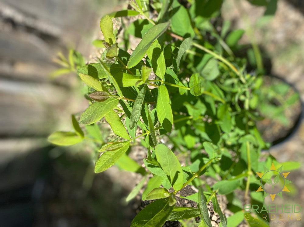 Buy Boreal Beauty Haskap Berry an Edible Shrub in Grande Prairie Alberta - Braeheid Gardens Ltd.