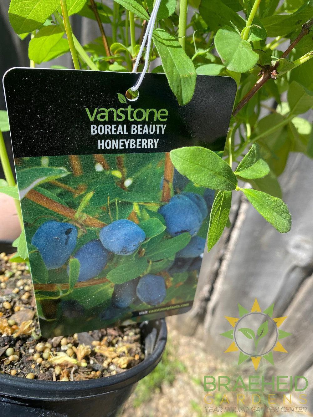 Buy Boreal Beauty Haskap Berry an Edible Shrub in Grande Prairie Alberta - Braeheid Gardens Ltd.
