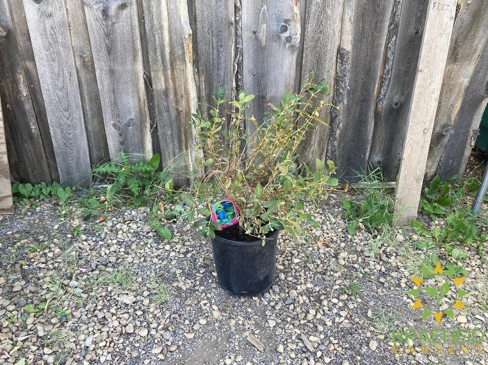 Buy Boreal Beauty Haskap Berry an Edible Shrub in Grande Prairie Alberta - Braeheid Gardens Ltd.