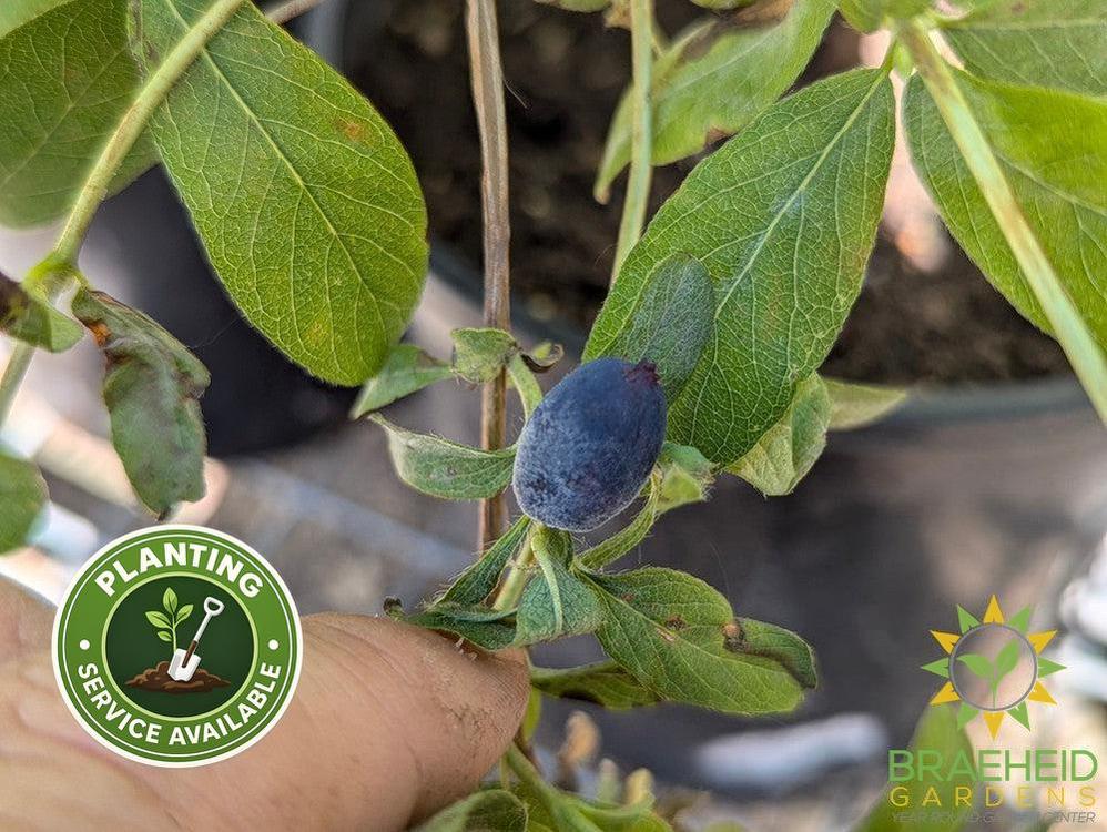 Buy Boreal Beauty Haskap Berry an Edible Shrub in Grande Prairie Alberta - Braeheid Gardens Ltd.