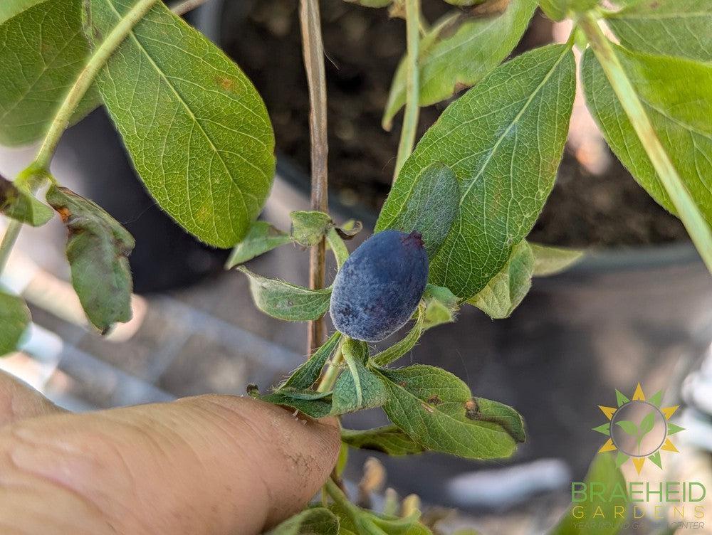 Buy Boreal Beauty Haskap Berry an Edible Shrub in Grande Prairie Alberta - Braeheid Gardens Ltd.