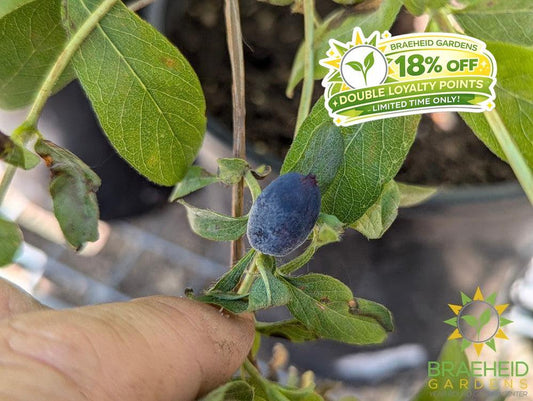 Buy Boreal Beauty Haskap Berry an Edible Shrub in Grande Prairie Alberta - Braeheid Gardens Ltd.