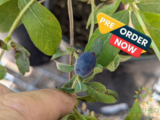 Buy Boreal Beauty Haskap Berry an Edible Shrub in Grande Prairie Alberta - Braeheid Gardens Ltd.