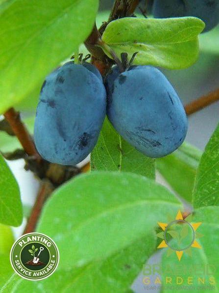Buy Boreal Blizzard Haskap Berry an Edible Shrub in Grande Prairie Alberta - Braeheid Gardens Ltd.
