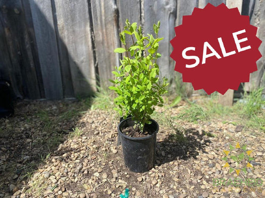 Buy Borealis Haskap Berry an Edible Shrub in Grande Prairie Alberta - Braeheid Gardens Ltd.