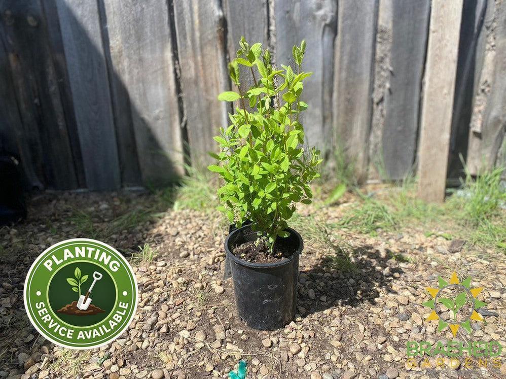 Buy Borealis Haskap Berry an Edible Shrub in Grande Prairie Alberta - Braeheid Gardens Ltd.