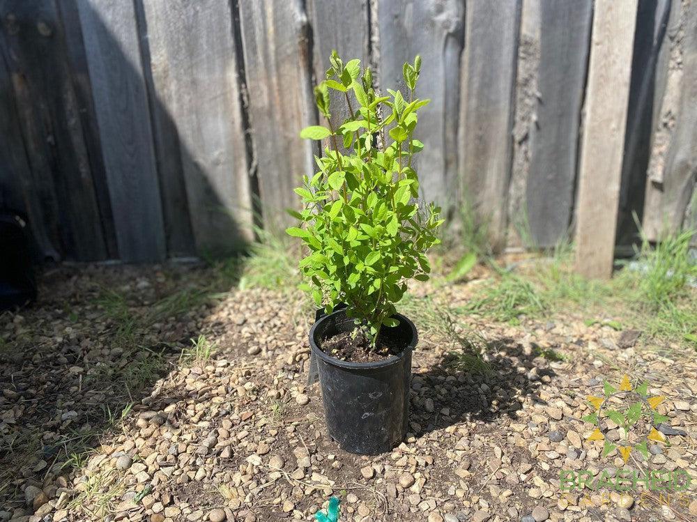 Buy Borealis Haskap Berry an Edible Shrub in Grande Prairie Alberta - Braeheid Gardens Ltd.
