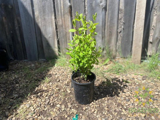 Buy Borealis Haskap Berry an Edible Shrub in Grande Prairie Alberta - Braeheid Gardens Ltd.