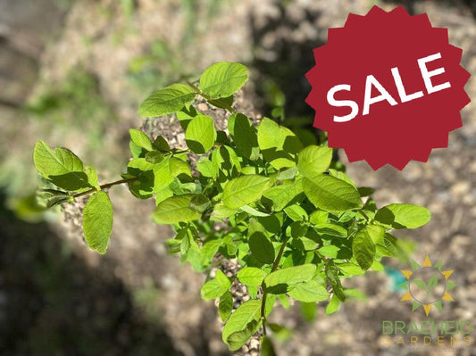 Buy Borealis Haskap Berry an Edible Shrub in Grande Prairie Alberta - Braeheid Gardens Ltd.