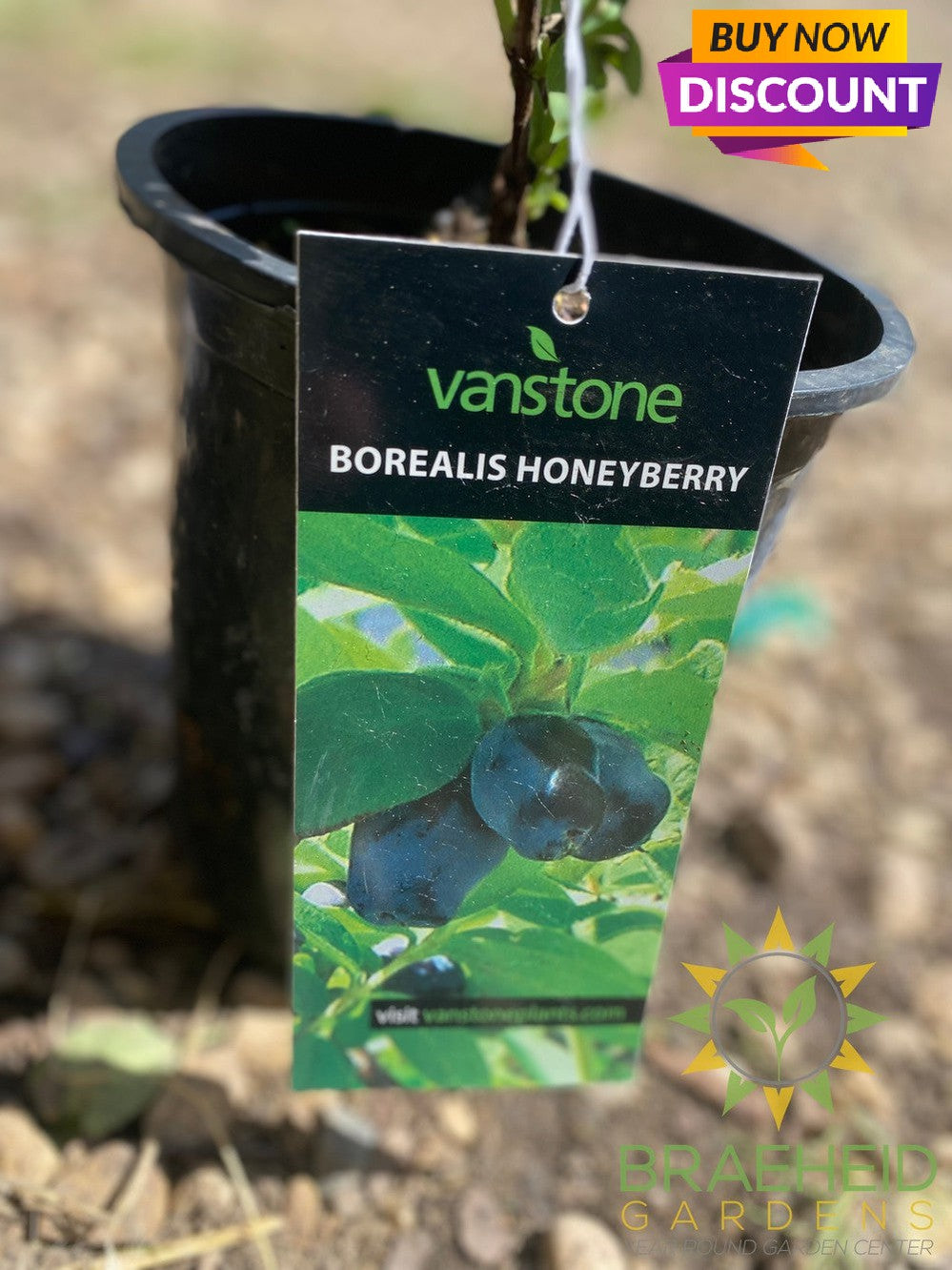 Borealis Haskap Berry