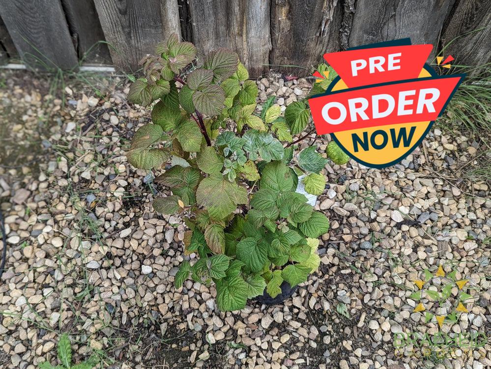 Buy Raspberries | Grande Prairie, AB | Edible Trees & Shrubs – Braeheid ...