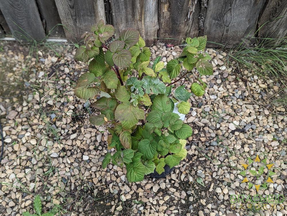 Buy Boyne Raspberry an Edible Shrub in Grande Prairie Alberta - Braeheid Gardens Ltd.