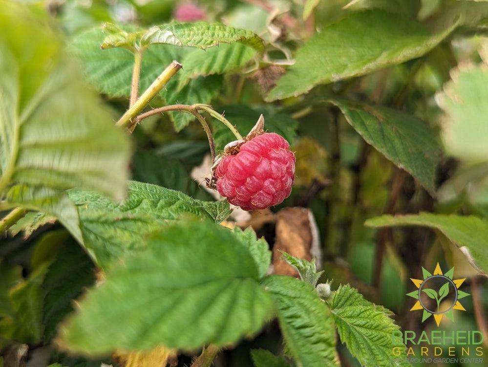 Buy Boyne Raspberry an Edible Shrub in Grande Prairie Alberta - Braeheid Gardens Ltd.