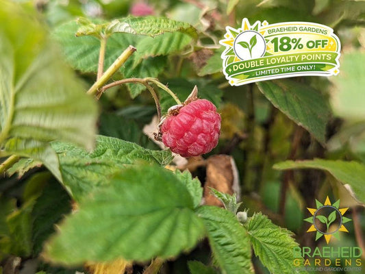 Buy Boyne Raspberry an Edible Shrub in Grande Prairie Alberta - Braeheid Gardens Ltd.