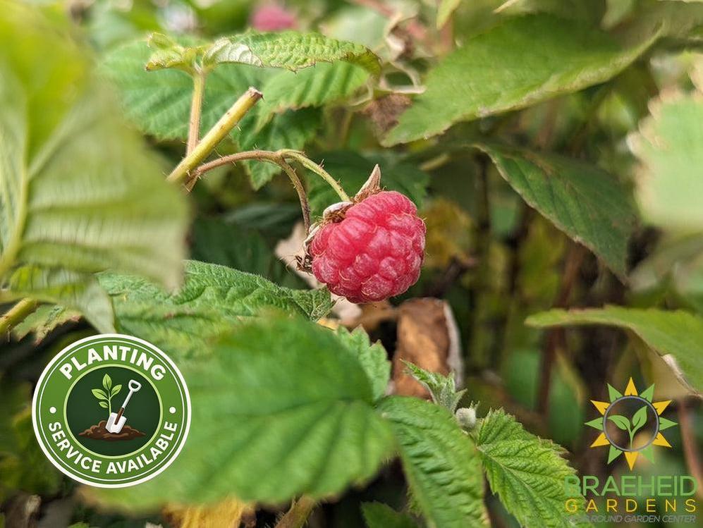 Buy Boyne Raspberry an Edible Shrub in Grande Prairie Alberta - Braeheid Gardens Ltd.